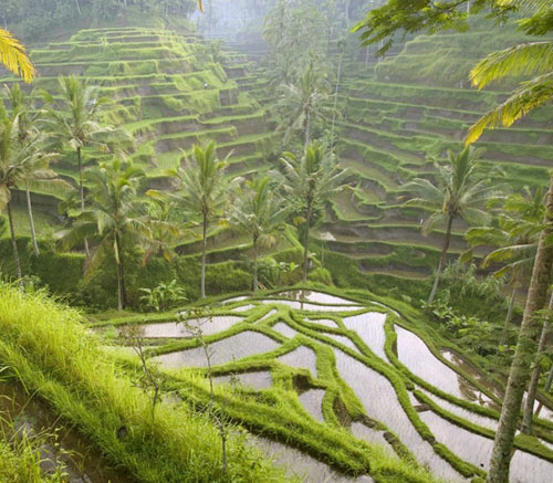 cekin  rice   paddy
