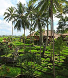 Rice Fields view - Rupiah Rates for Domestic market, Ubud, Bali