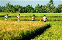 Jogging on Rice Fields