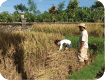 Rice harvesting activity