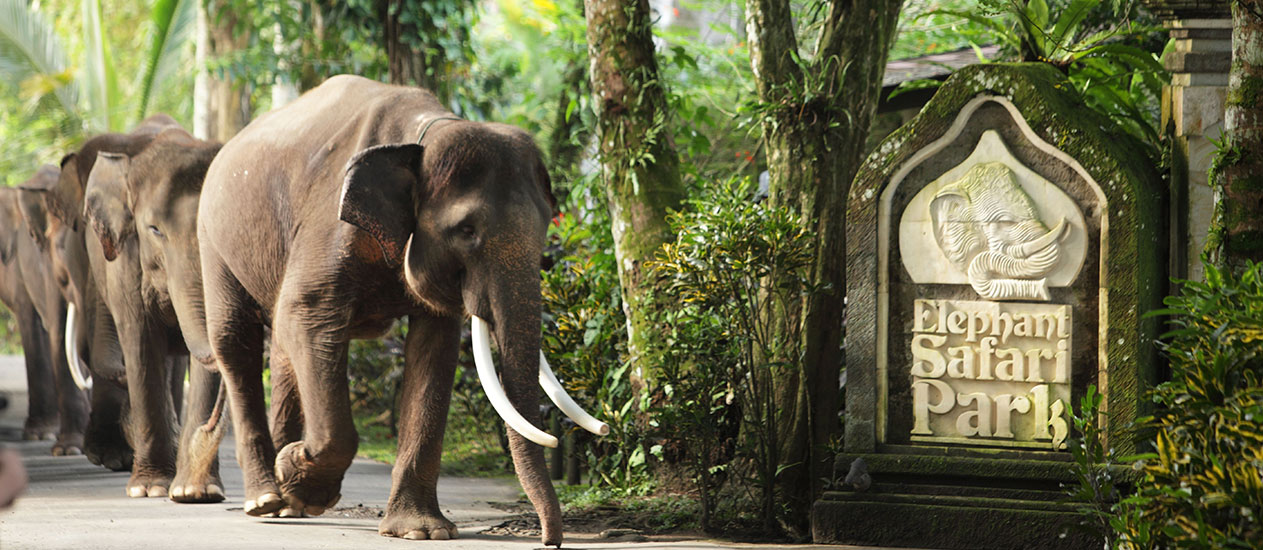 Taro Elephant Safari Ride, Ubud Experience, Kamandalu Ubud, Bali