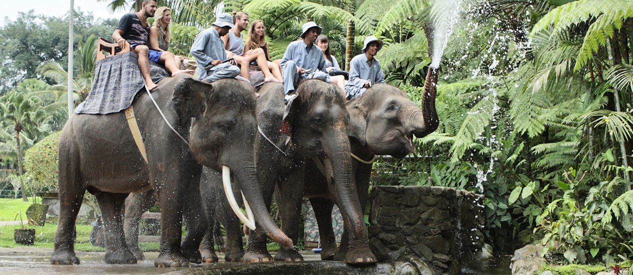 Elephant Safari Park, Mason Adventure, Kamandalu Ubud, Bali