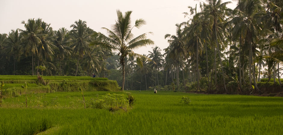 Ricefields Junjungan Ubud