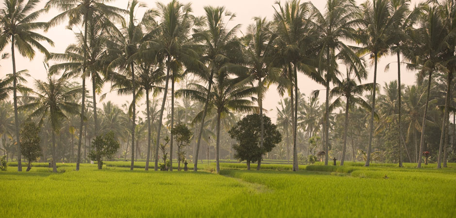 Rice Paddies